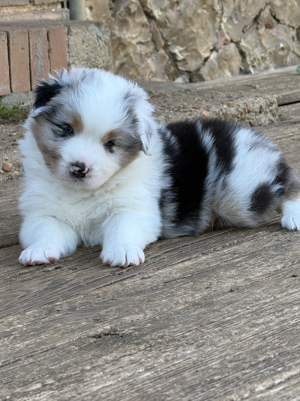 De La Tasmanie Sauvage - Chiots disponibles - Berger Australien
