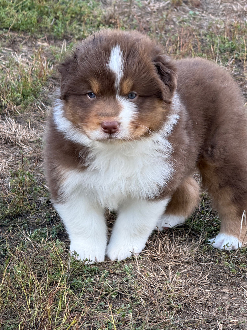 De La Tasmanie Sauvage - Chiots disponibles - Berger Australien