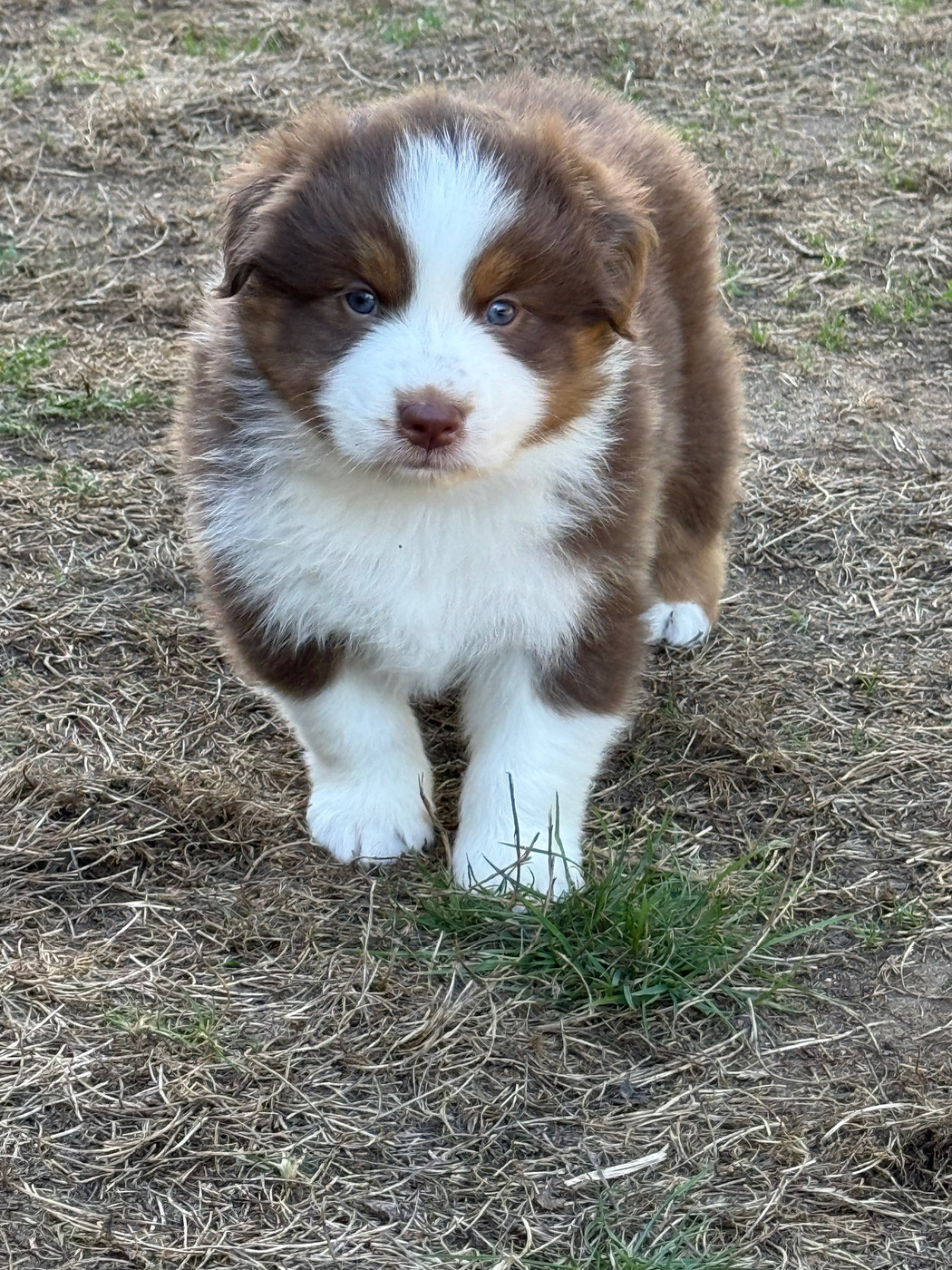 De La Tasmanie Sauvage - Chiots disponibles - Berger Australien