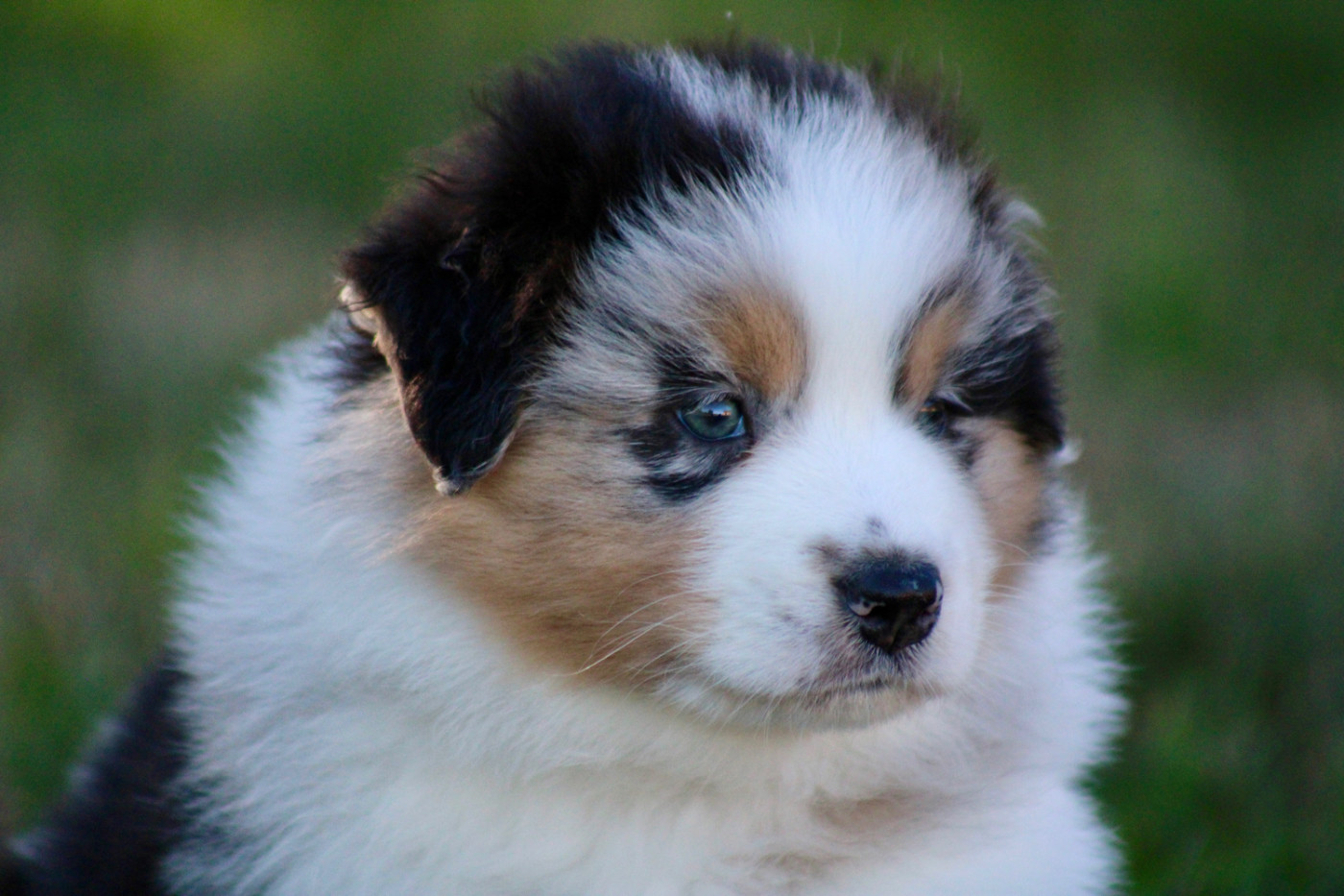 De La Tasmanie Sauvage - Chiots disponibles - Berger Australien