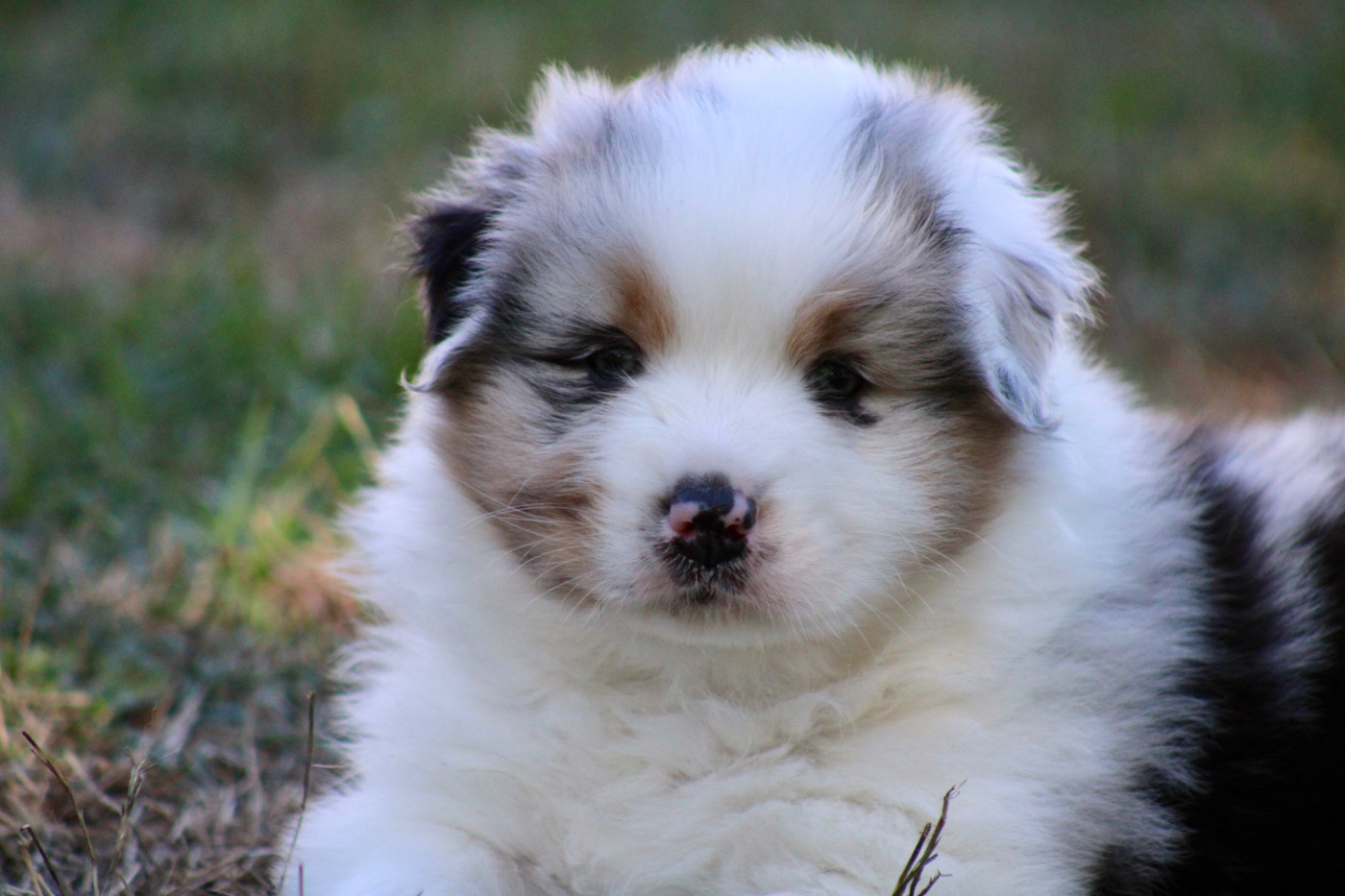 De La Tasmanie Sauvage - Chiots disponibles - Berger Australien