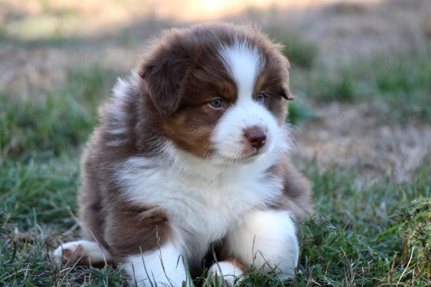 De La Tasmanie Sauvage - Chiots disponibles - Berger Australien