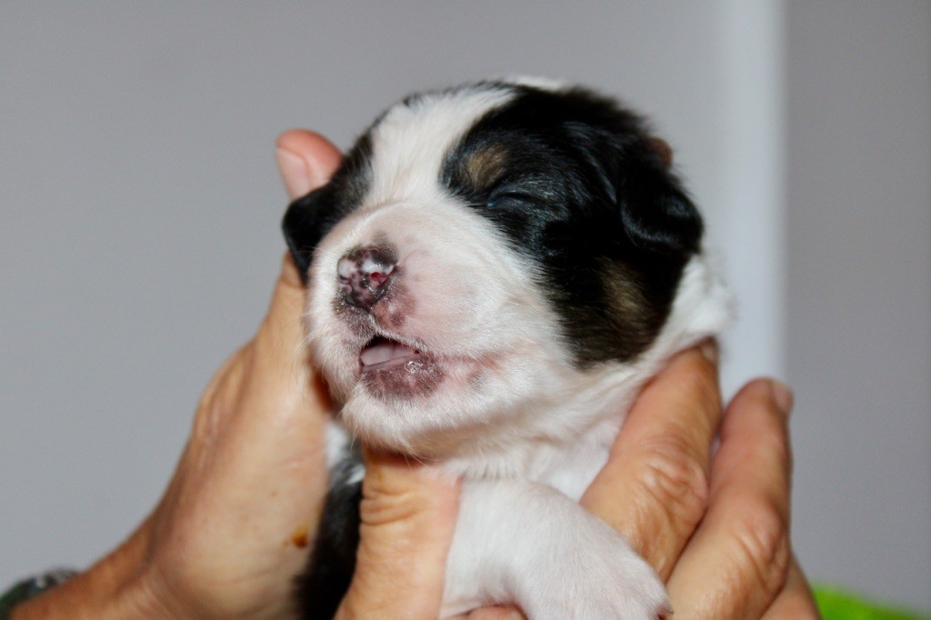 De La Tasmanie Sauvage - Chiots disponibles - Berger Australien