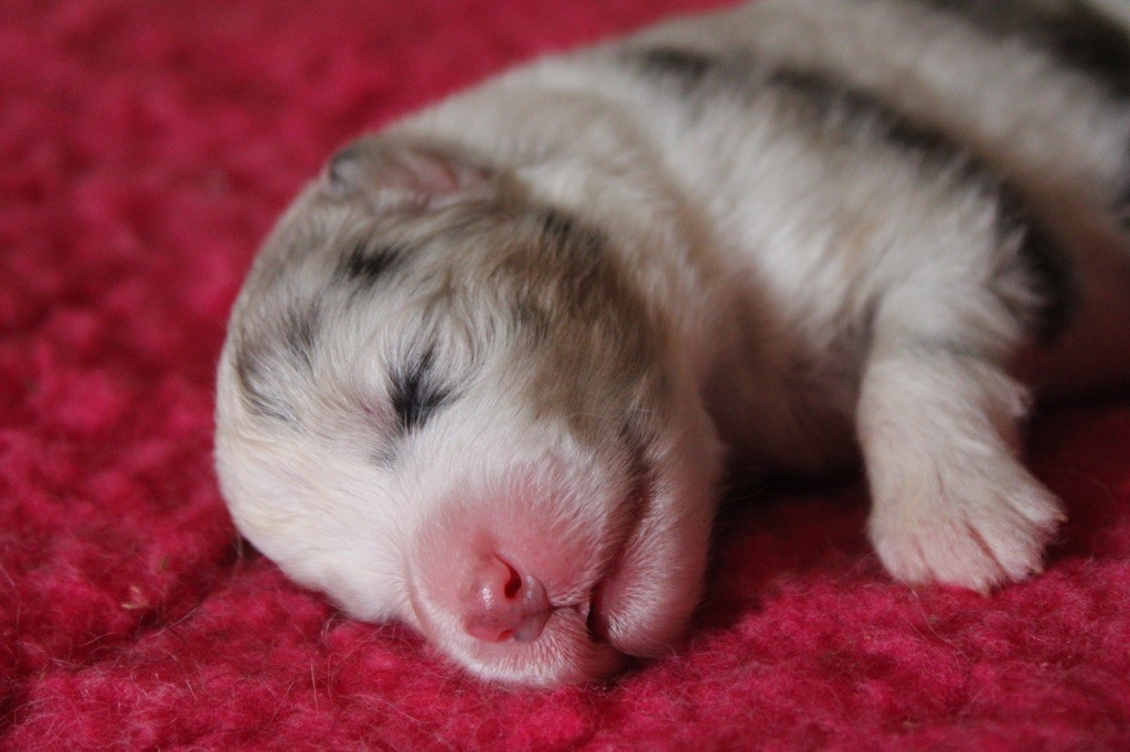De La Tasmanie Sauvage - Chiots disponibles - Berger Australien