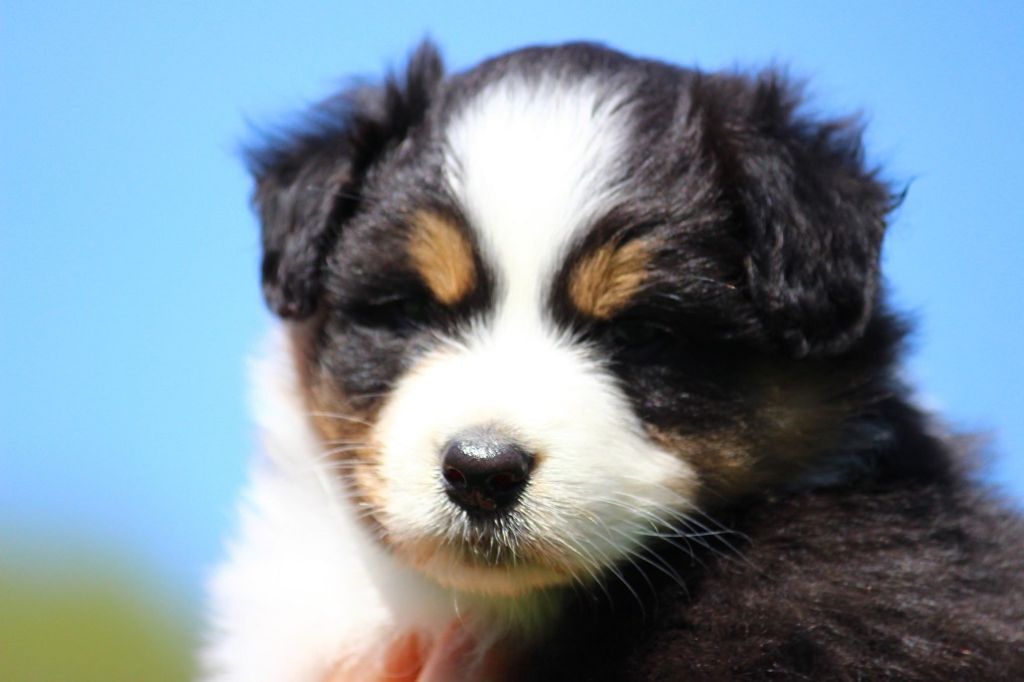 De La Tasmanie Sauvage - Berger Australien - Portée née le 18/03/2018