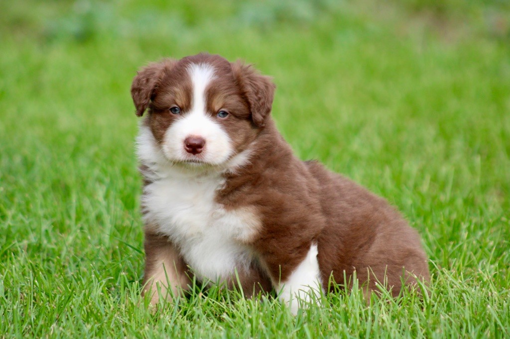 De La Tasmanie Sauvage - Chiots disponibles - Berger Australien