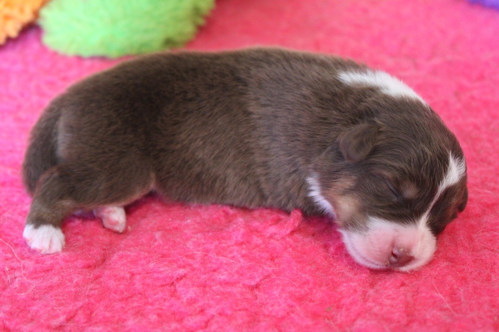 De La Tasmanie Sauvage - Chiots disponibles - Berger Australien