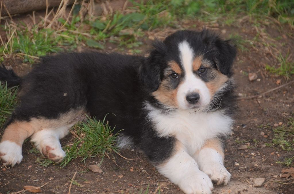 De La Tasmanie Sauvage - Berger Australien - Portée née le 14/08/2019