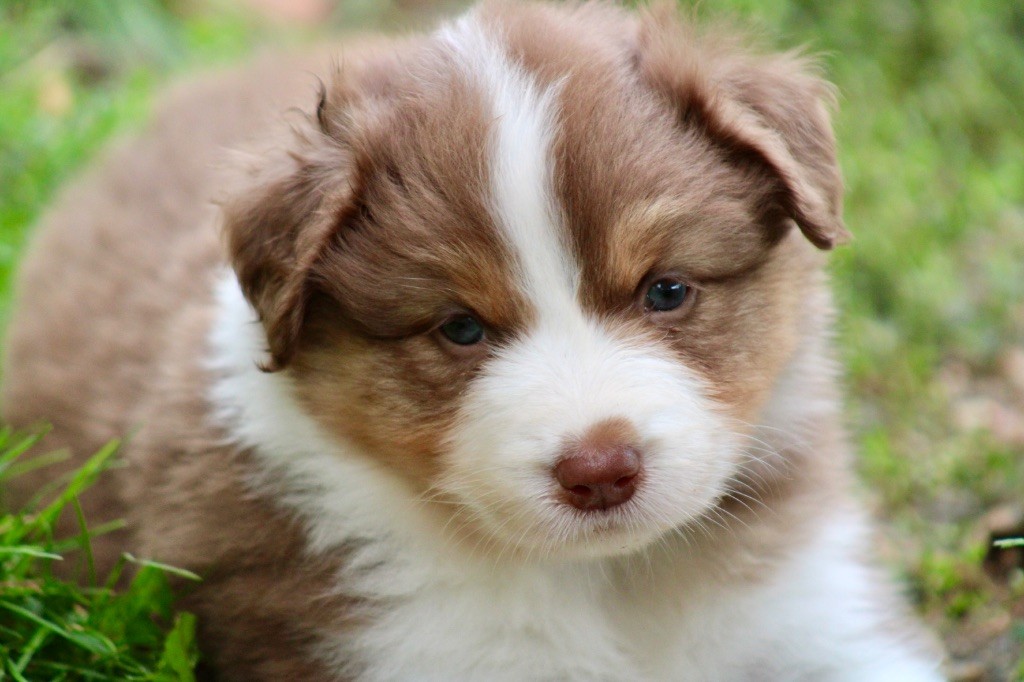 De La Tasmanie Sauvage - Chiots disponibles - Berger Australien