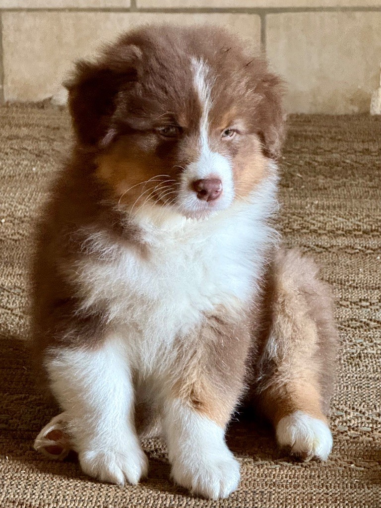 De La Tasmanie Sauvage - Chiots disponibles - Berger Australien