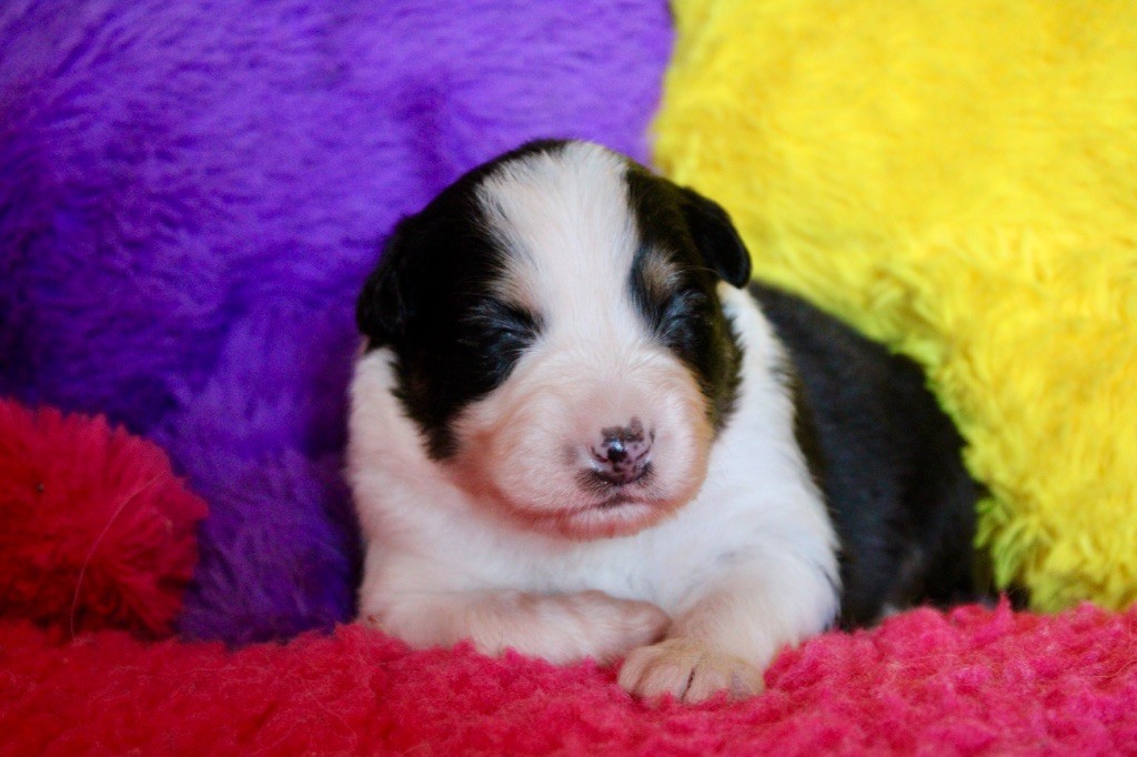 De La Tasmanie Sauvage - Chiots disponibles - Berger Australien