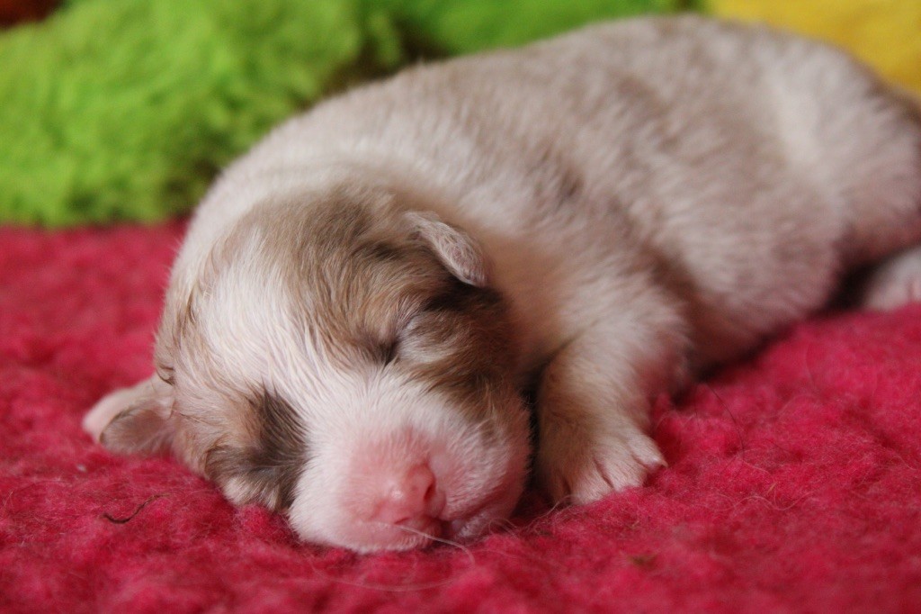 De La Tasmanie Sauvage - Chiots disponibles - Berger Australien