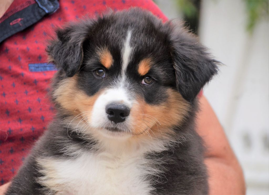 De La Tasmanie Sauvage - Berger Australien - Portée née le 04/07/2021