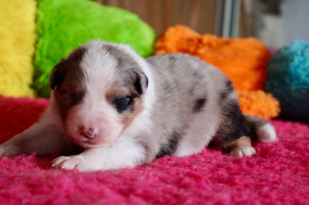 De La Tasmanie Sauvage - Chiots disponibles - Berger Australien