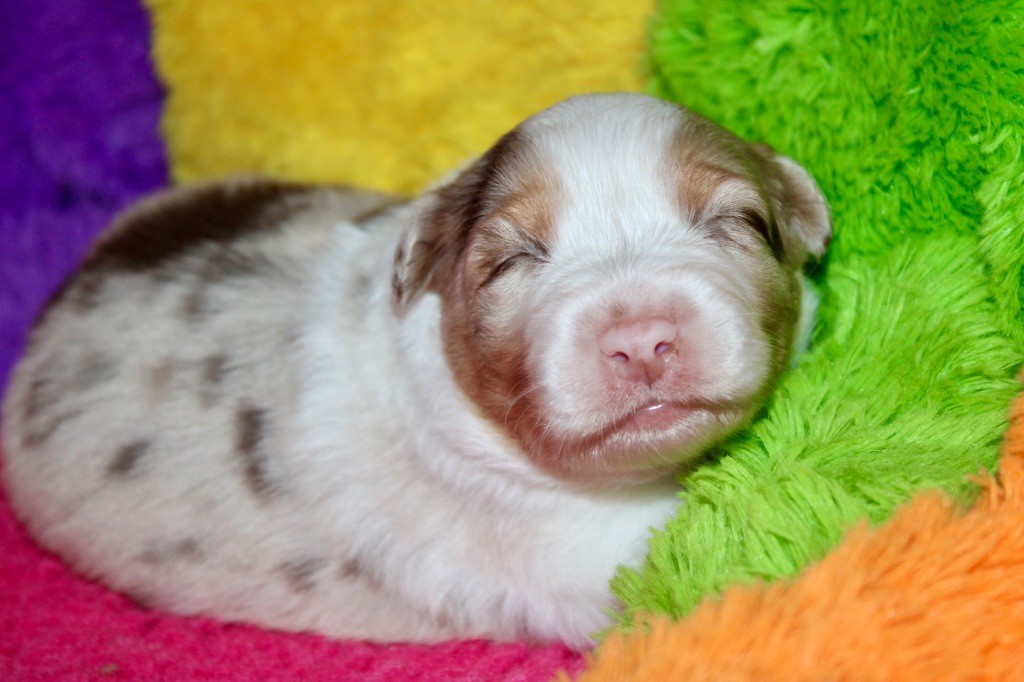 De La Tasmanie Sauvage - Chiots disponibles - Berger Australien
