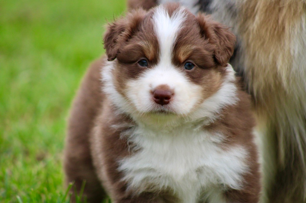 De La Tasmanie Sauvage - Chiots disponibles - Berger Australien