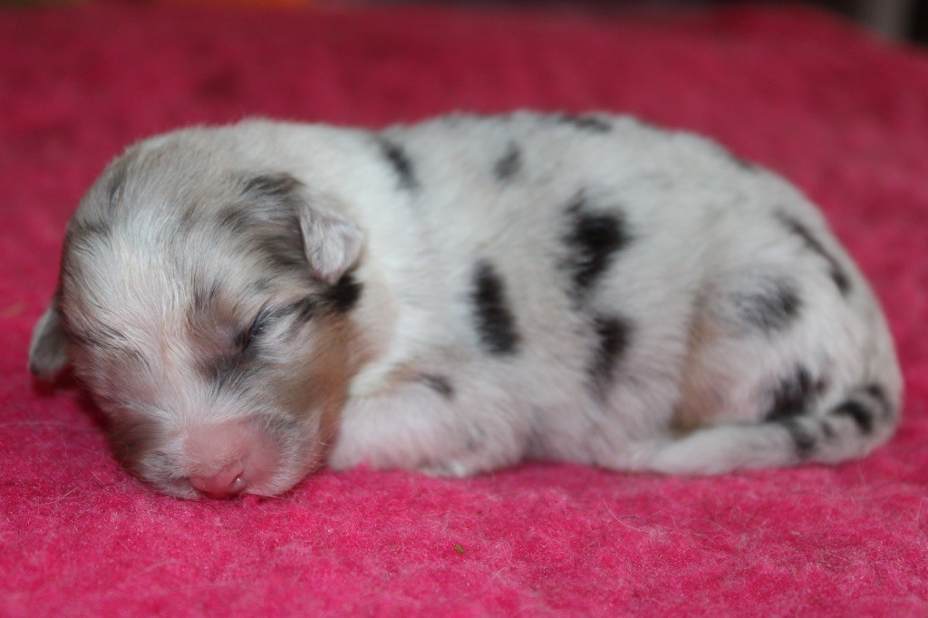 De La Tasmanie Sauvage - Chiots disponibles - Berger Australien
