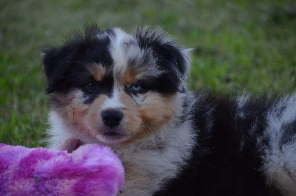 De La Tasmanie Sauvage - Berger Australien - Portée née le 28/03/2018