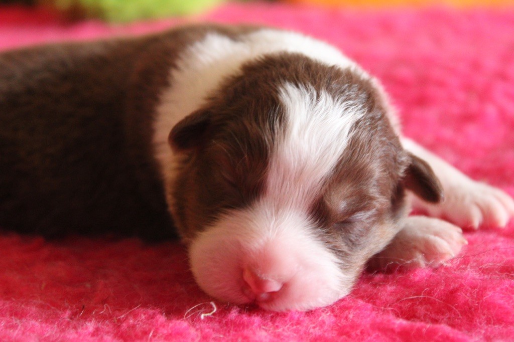 De La Tasmanie Sauvage - Chiots disponibles - Berger Australien