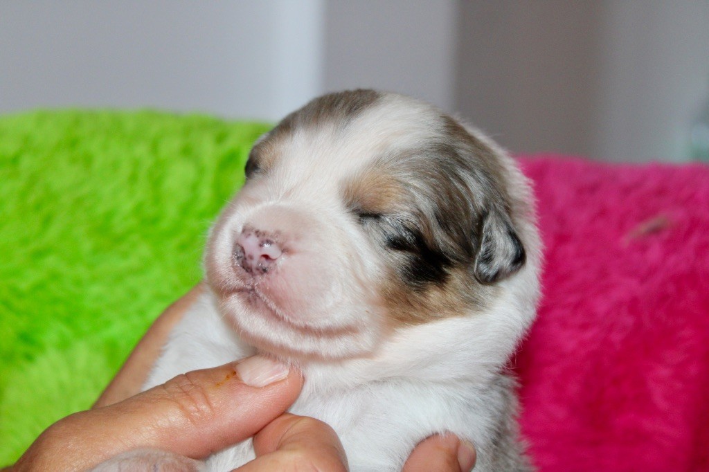 De La Tasmanie Sauvage - Chiots disponibles - Berger Australien