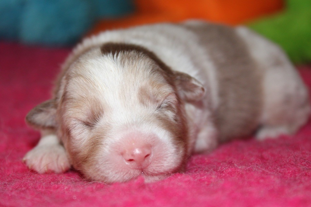 De La Tasmanie Sauvage - Chiots disponibles - Berger Australien